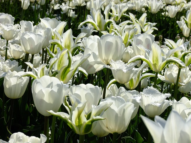 Free Tulip Tulipa photo and picture