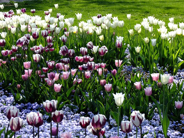 Free Tulips Tulipa photo and picture