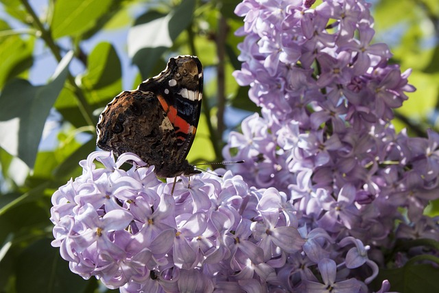 Free Butterfly Spring photo and picture