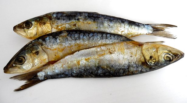 Free Sardines Smoked photo and picture
