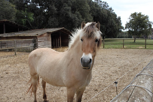 Free Horse Meadow photo and picture