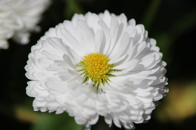 Free Spring Flower photo and picture