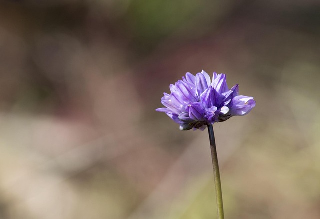 Flor, Flores, Naturaleza