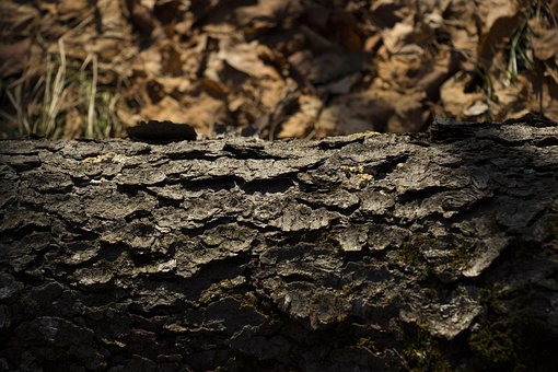Baum, Textur, Winter, Wald, Natur, Alt