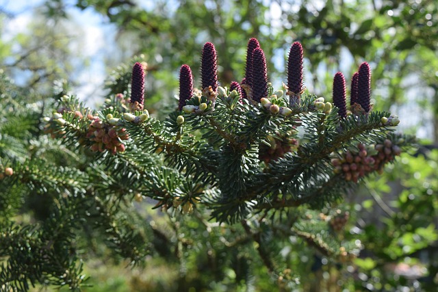 Free Conifer Cones photo and picture