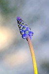 szafirek, the stem, undeveloped