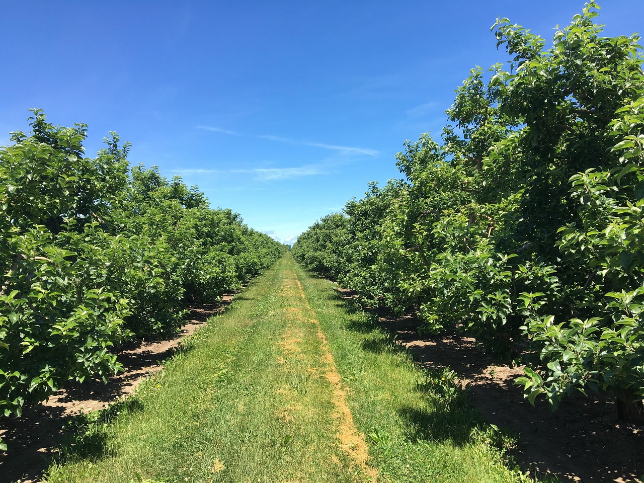 Apple Trees Orchard Tree Free photo on Pixabay Pixabay
