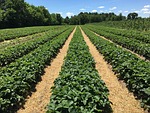 strawberry bushes, green, plant