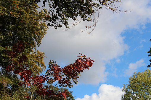 Himmel, Træer, Efterår