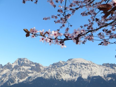 Primavera, Flores, Rosa, Montanha