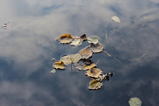 Vand, Blade, Efterår