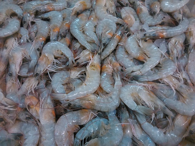 Free Shrimp Fauna photo and picture