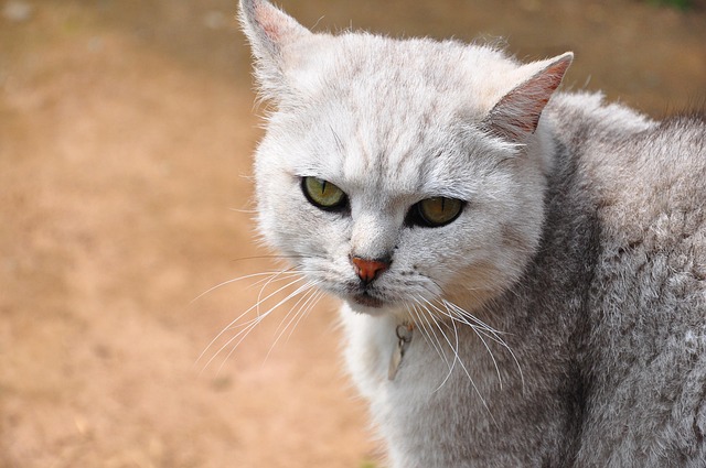 Free Cat Not Happy photo and picture
