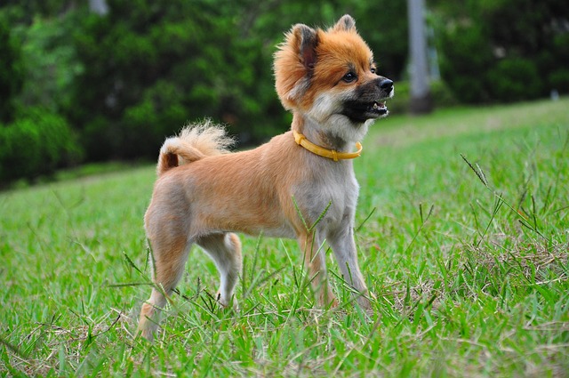 Free Dog Chihuahua photo and picture