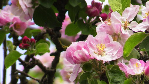 Free Pink Spring Flowers photo and picture