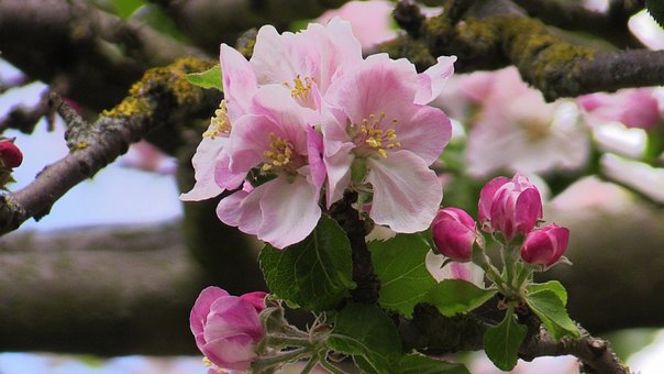 Free Flower Spring photo and picture