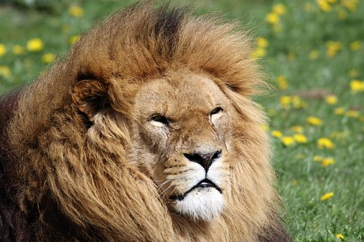 Lion, Mane, Animal, Wildlife, Predator