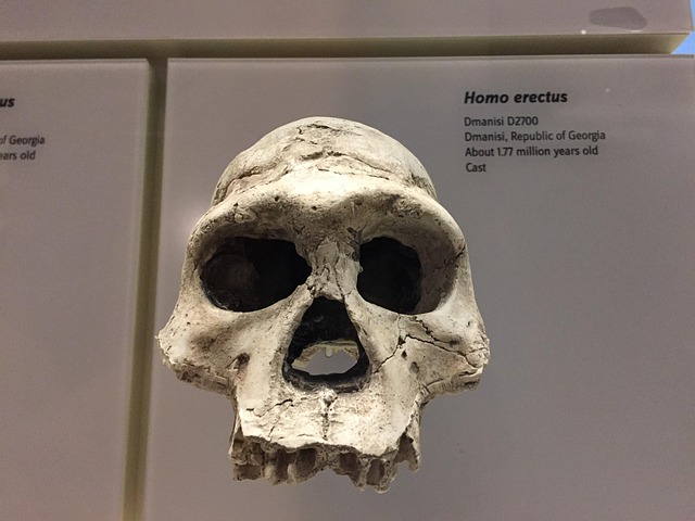 Free Homo Erectus Skull photo and picture