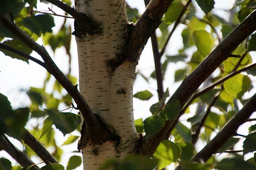 Free Birch Tree photo and picture