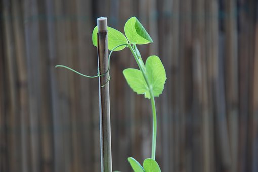 Free Pea Tendril photo and picture
