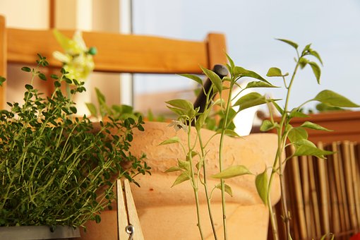 Free Chili Plant photo and picture