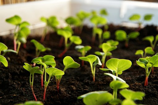 Free Radish Plant photo and picture