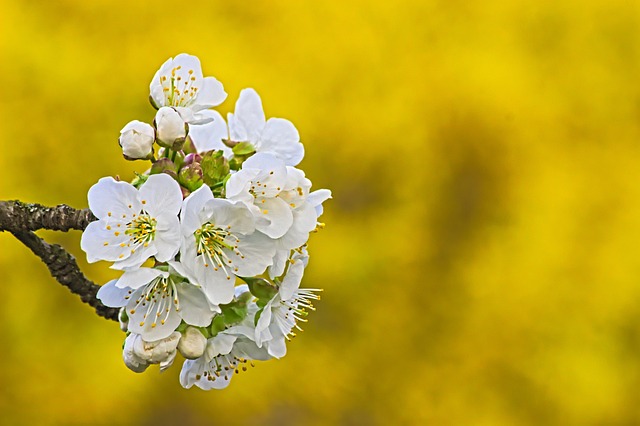Kersenbloesem, Geel, Natuur, De Lente