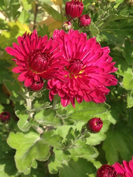 非洲菊 花 开花 - Pixabay上的免费照片 - Pixabay