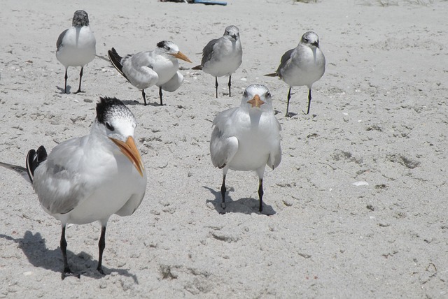 Free Birds Beach photo and picture