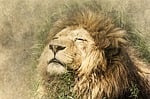 lion, head, lying down