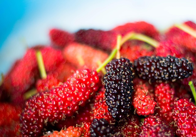Free Mulberry Fruit photo and picture