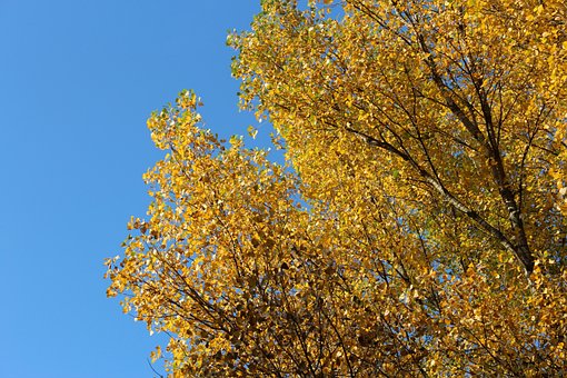 Træ Top, Efterår, Himmel