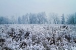 winter, snow, ice