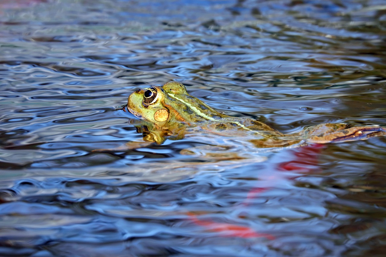 Frog - free online jigsaw puzzle photo