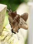 butterfly, exotic, insect