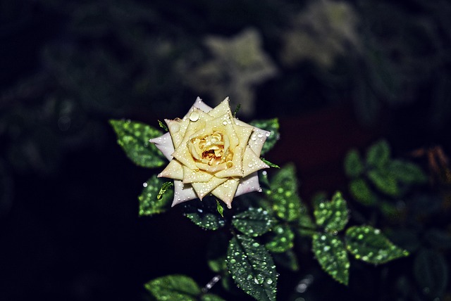 Rosa Verde - Foto gratuita no Pixabay - Pixabay