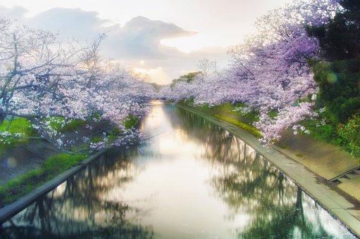 Free Japan Cherry Blossoms photo and picture