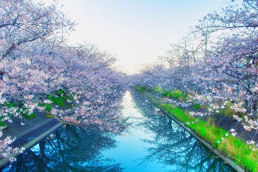 Free Japan Cherry Blossoms photo and picture