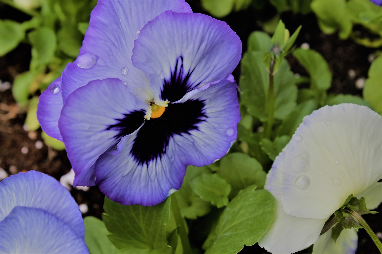 flower-2244197_1280.jpg