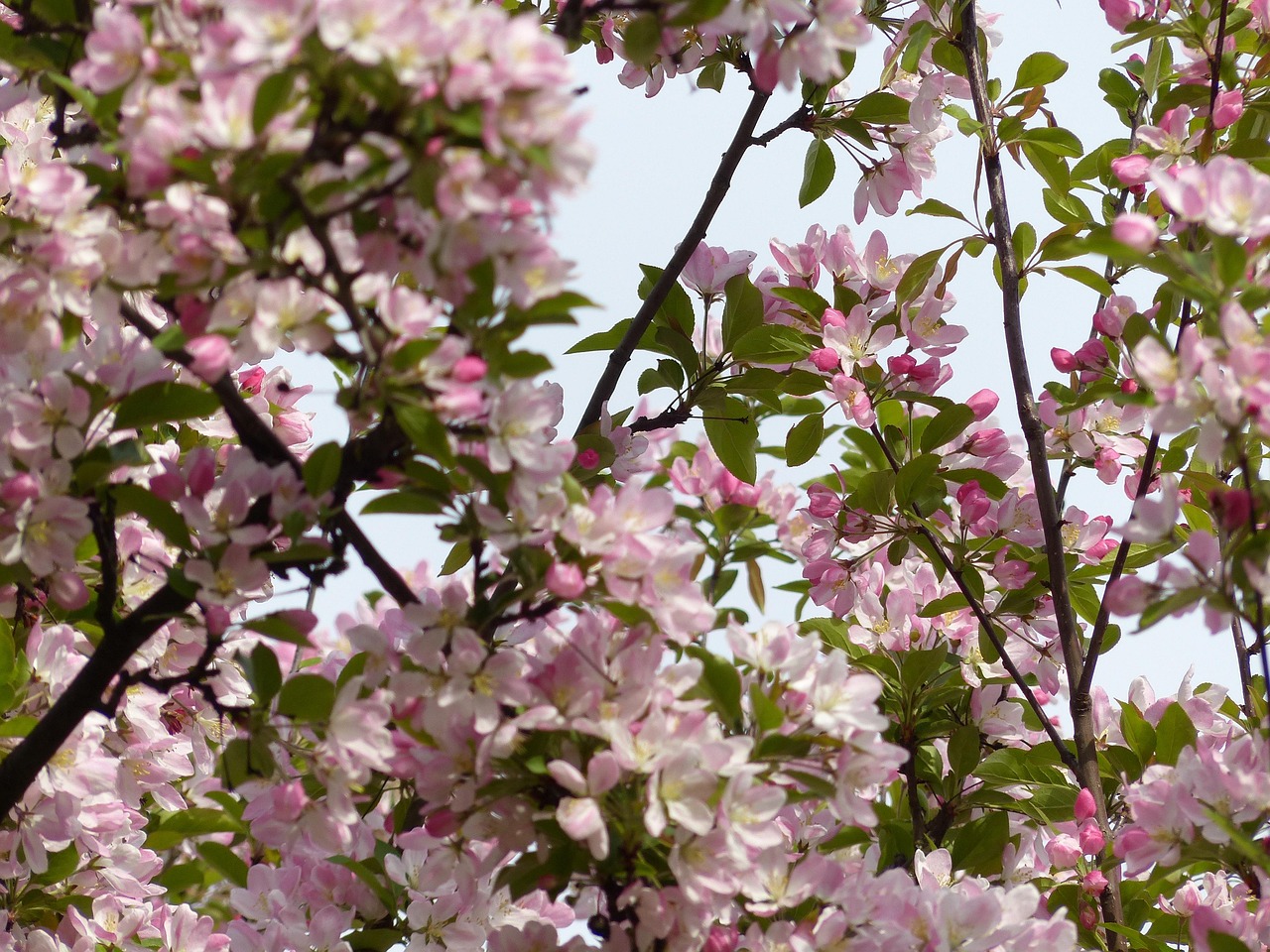 Spring Bourgeon Le Printemps Bourgeon Arbre La - Photo gratuite sur Pixabay - Pixabay