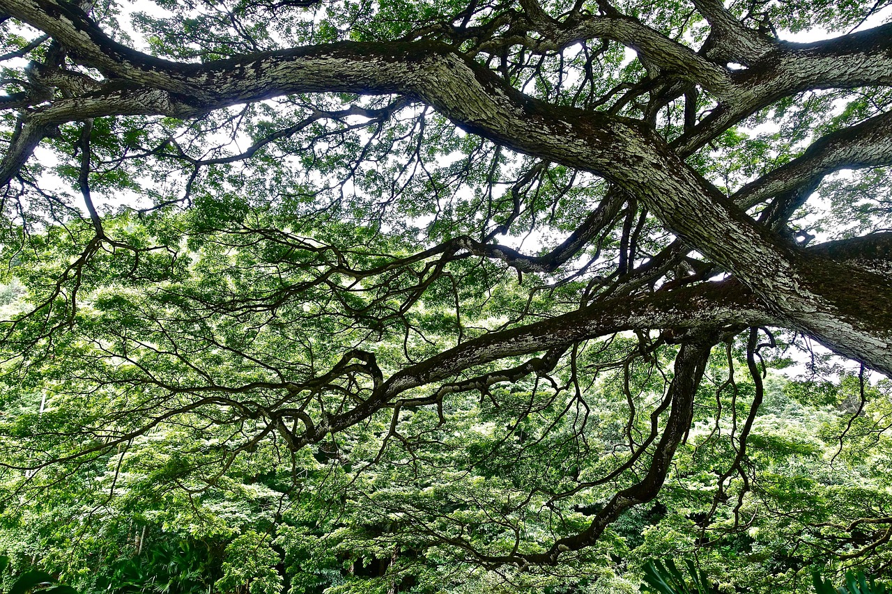 Foliage Tree Monkeypod - Free photo on Pixabay - Pixabay