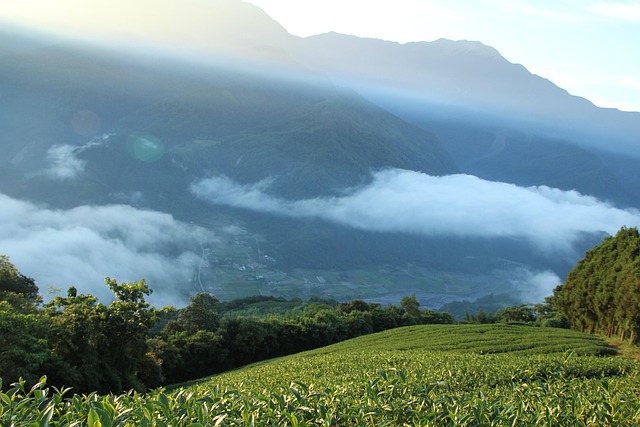 Free Taiwan Wu World photo and picture