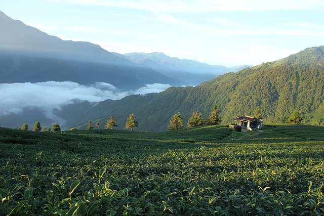 Free Taiwan Wu World photo and picture
