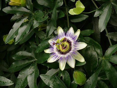 Passionsblume, Blumentapete, Natur