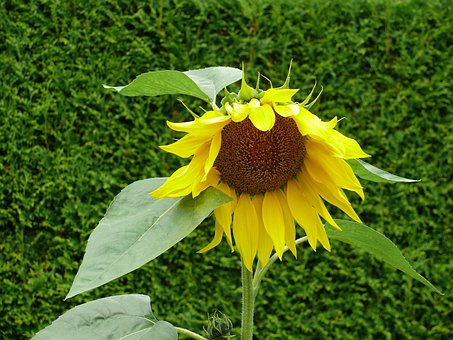 Sonnenblume, Blüte, Gelb, Blume, Pflanze