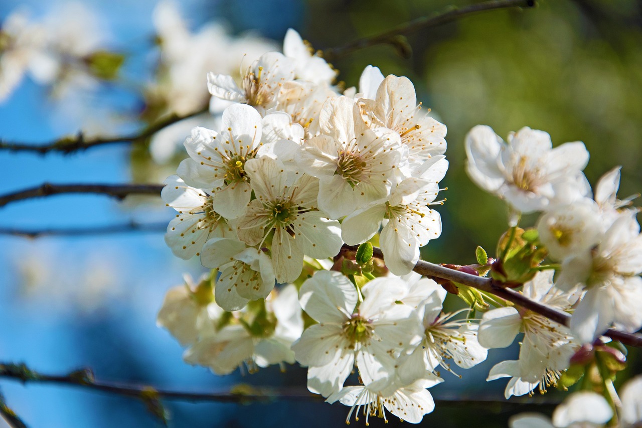 Cherry Blossoms Spring - Free photo on Pixabay - Pixabay
