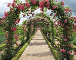 roses, espalie, have