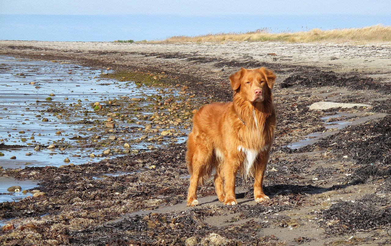 10,000+ Free Nova Scotia Duck Toller Retriever & Nova Scotia Photos -  Pixabay