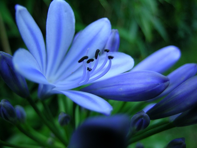 Blomst, Blomstre, Plante, Tæt Op, Blå