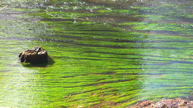 Vand, Bæk, Flyde, Natur, Flow, Landskab